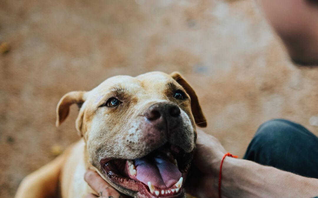 November 2–8: National Animal Shelter & Rescue Appreciation Week