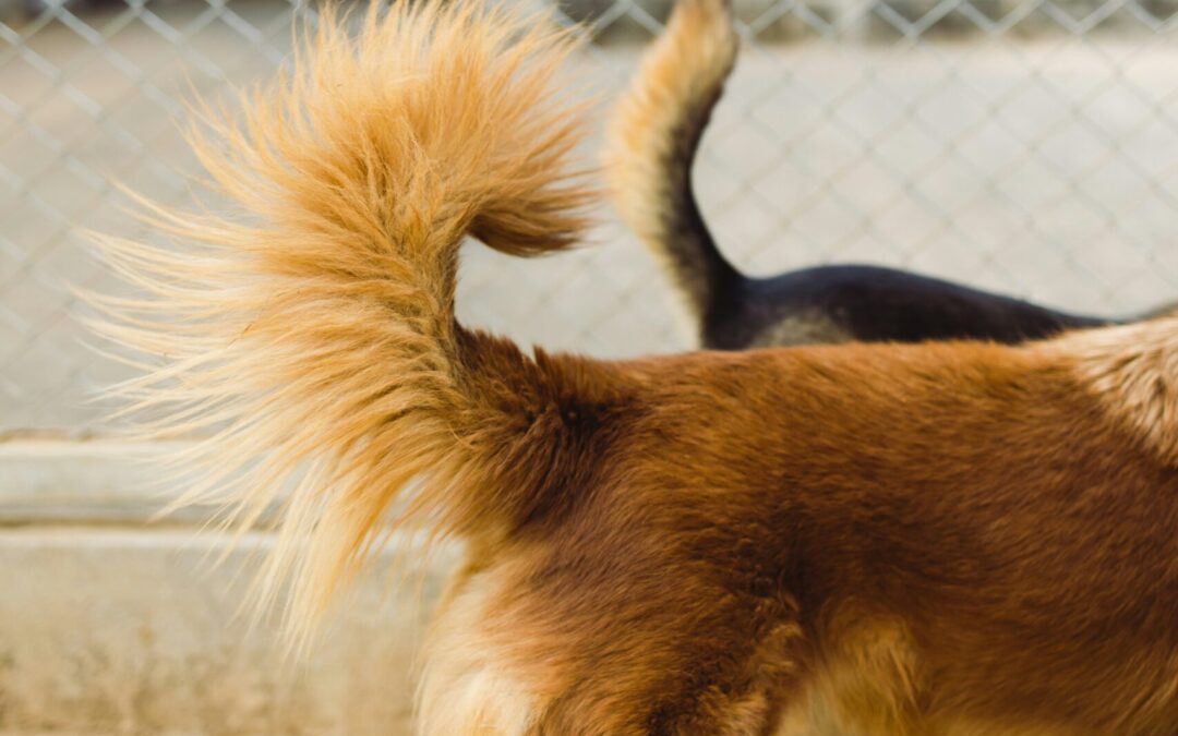 Understanding Tail Amputations in Pets: When They’re Needed & How to Support Healing