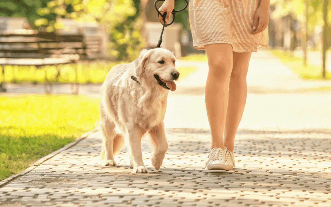 Leash up, January: It’s Walk Your Dog Month