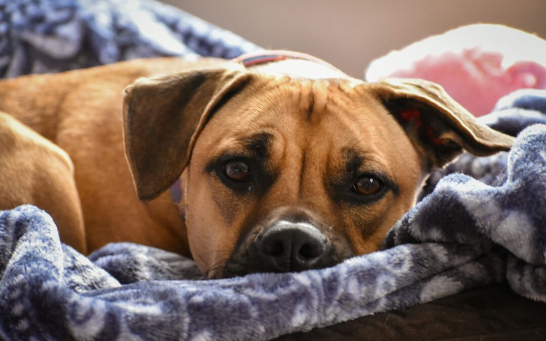 They Depend on Us: Starting the Year with Better Care for Our Pets