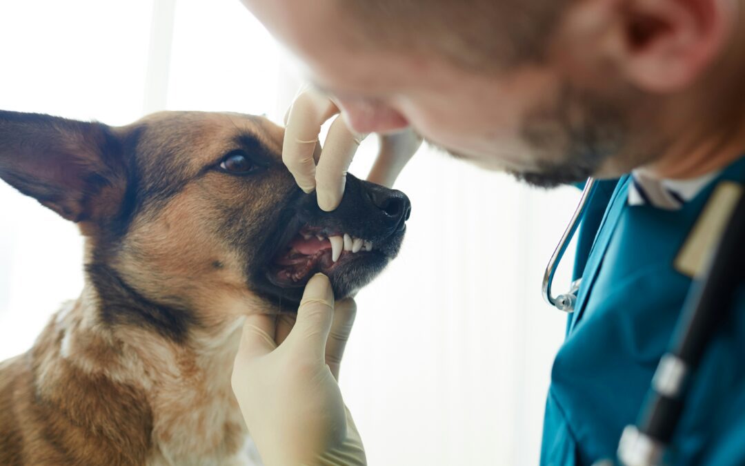 February Is Pet Dental Health Month — Here’s Why It Matters (And Why Our Pricing Stays the Same)