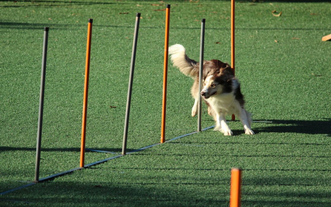 April is canine Fitness Month ! 💪🐶