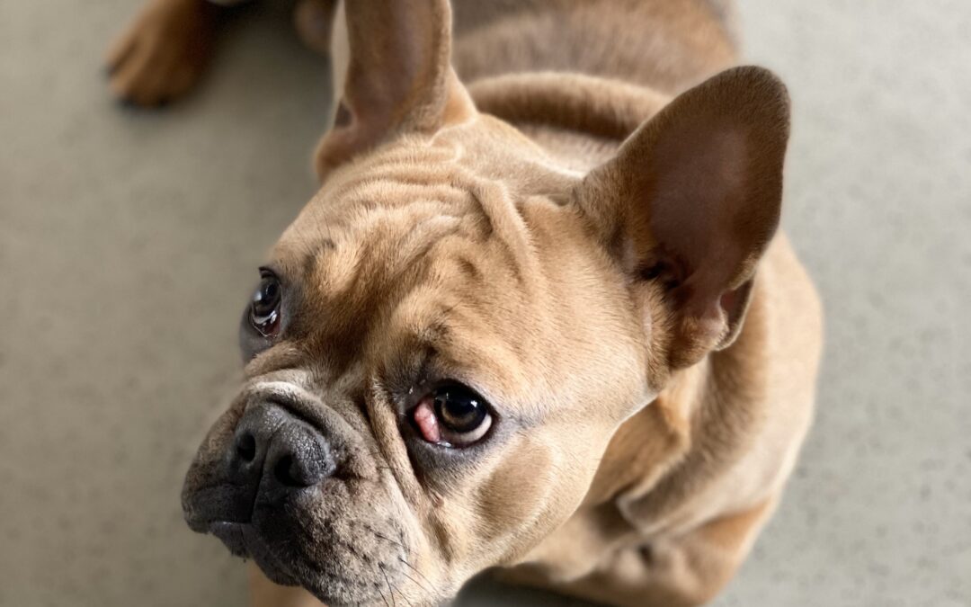Understanding Cherry Eye in Dogs