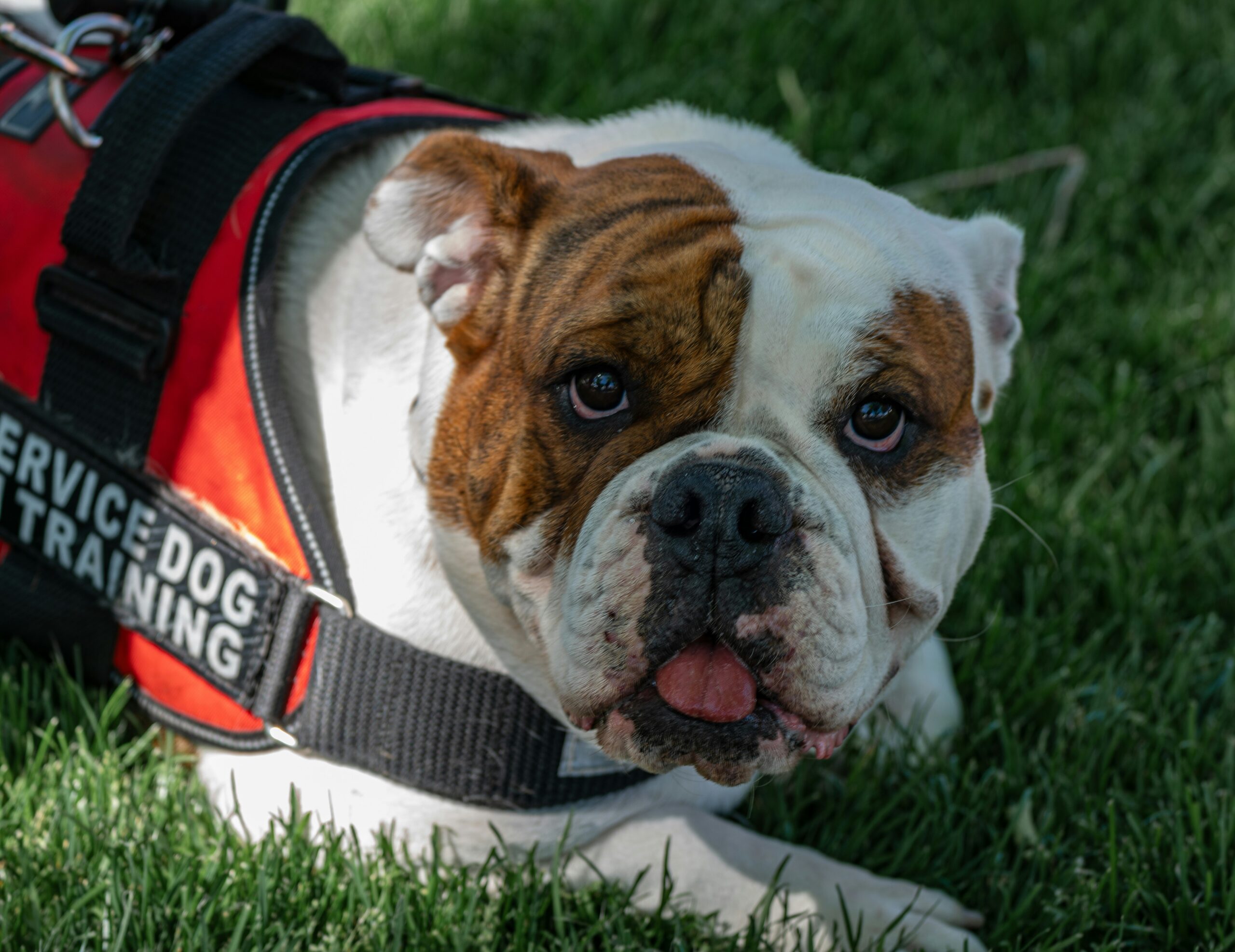 Service dog in training