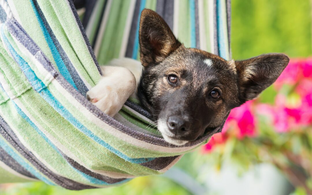 🐾💙 Bladder Stones & Cystotomy Surgery: What Every Pet Owner Should Know 💙🐾