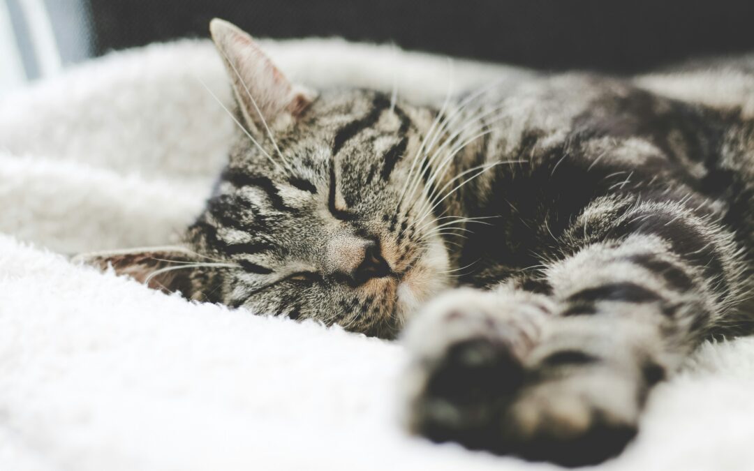 Why Do Cats “Make Biscuits”? 🐱🍞