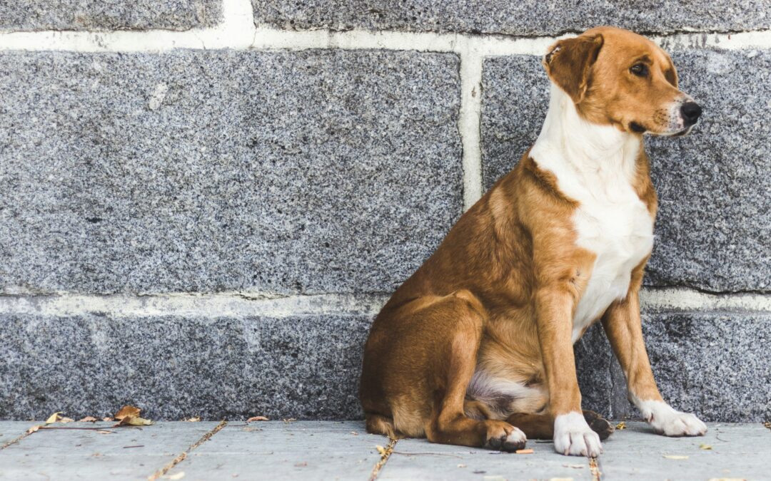 June 28: World Day Against the Abandonment of Domestic Animals