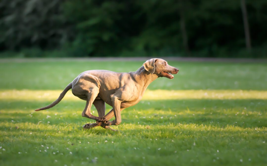 Understanding CCL Injuries in Dogs: MMP vs. TPLO – Which Surgery Is Right for Your Pet?