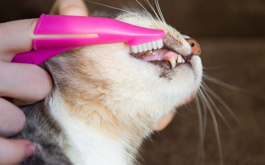 Understanding Dental Disease in Pets: What Every Pet Owner Should Know