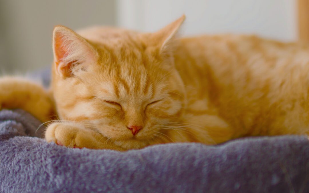 Enucleation in Pets: When Removing an Eye Is the Kindest Option