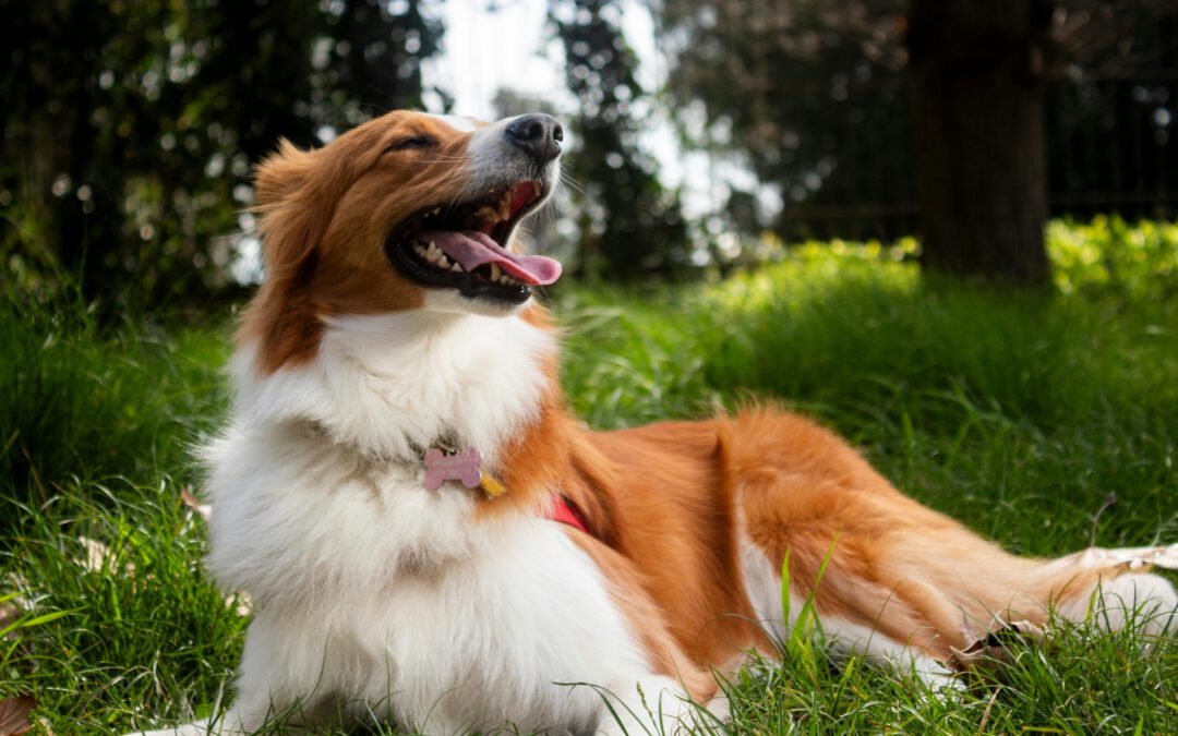 Understanding Hernias in Dogs: When Does Your Pet Need Surgery?