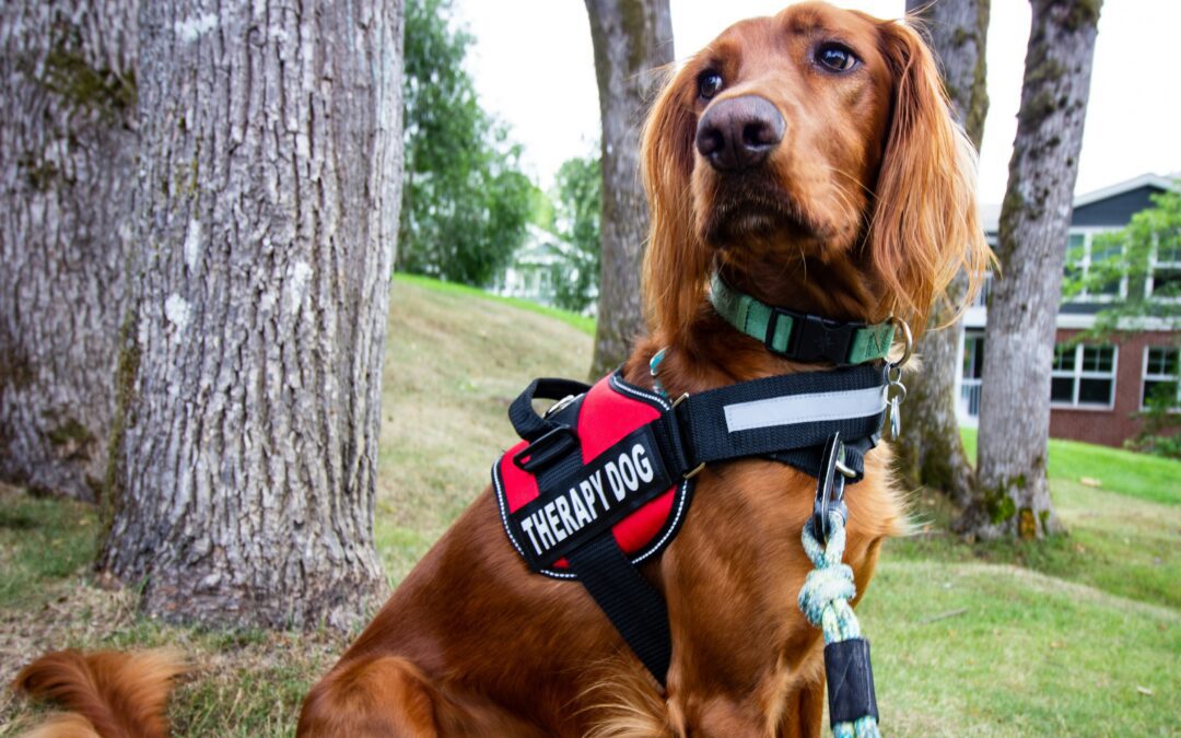 Never Bean Better Day: Celebrating the Healing Power of Therapy Dogs