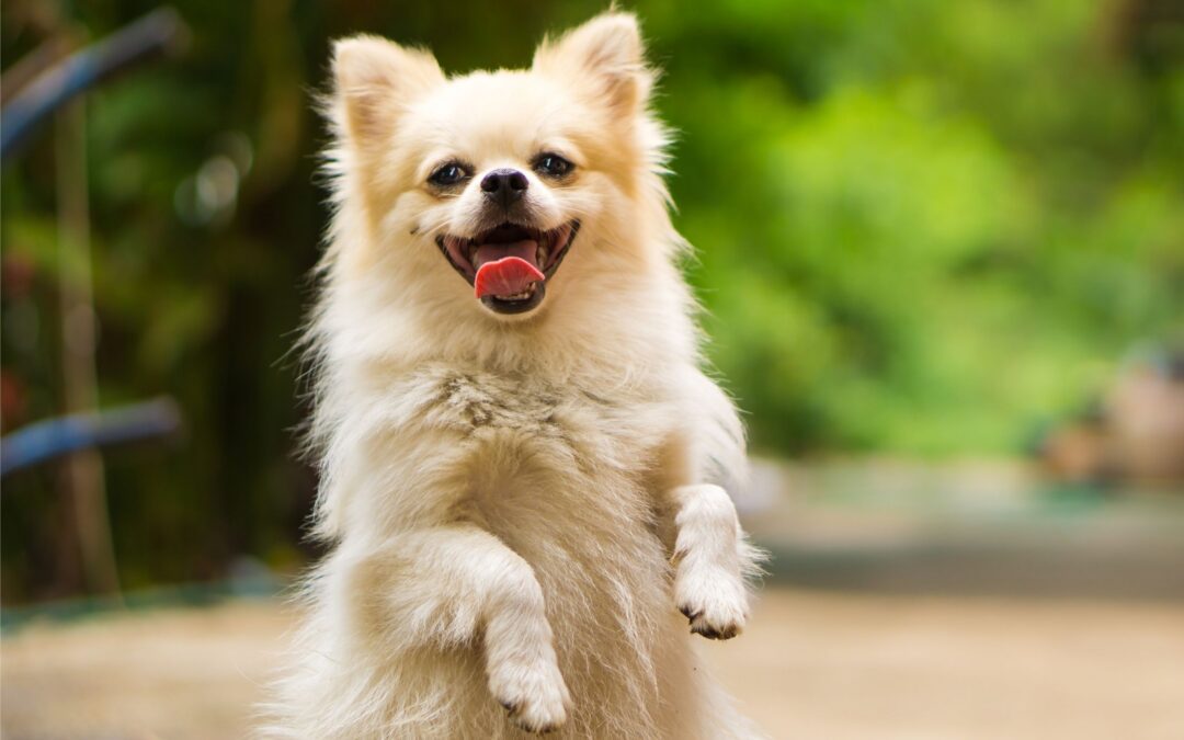 World Rabies Day: Protecting the Pets and People We Love 🐾
