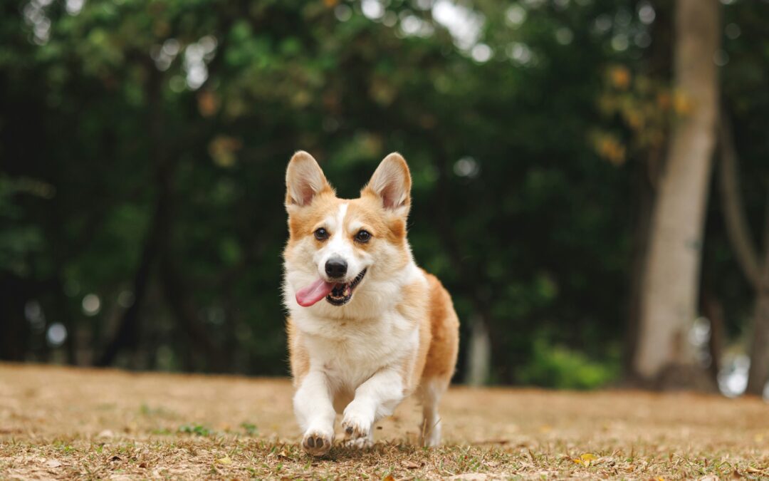 🐾 Help Animal Works Become a Nextdoor Fave Again!